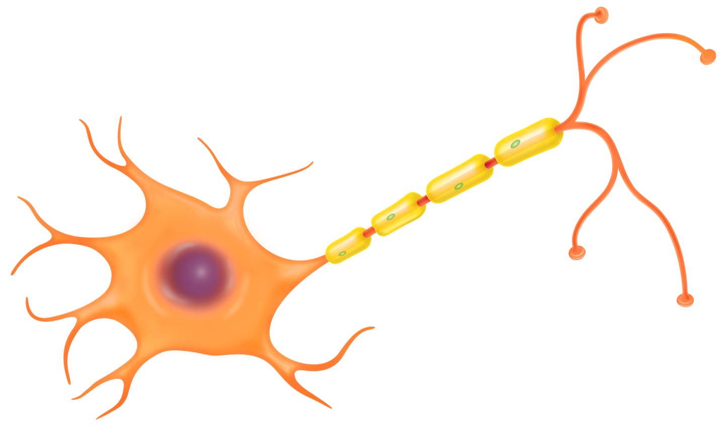1440x858 Nerve Cell Clipart