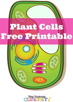 236x330 Top 92 Plant Cell Clip Art
