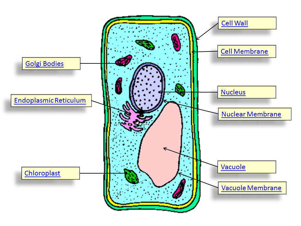960x720 Top 95 Plant Cell Clip Art