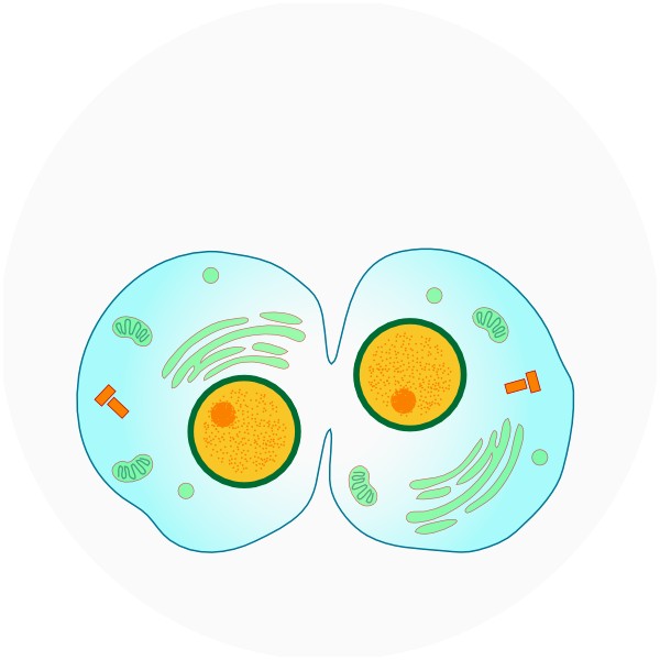 600x600 50 Beautiful Animal Cell Clipart Clipart Ideas