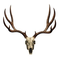 236x236 Deer Skull Illustration