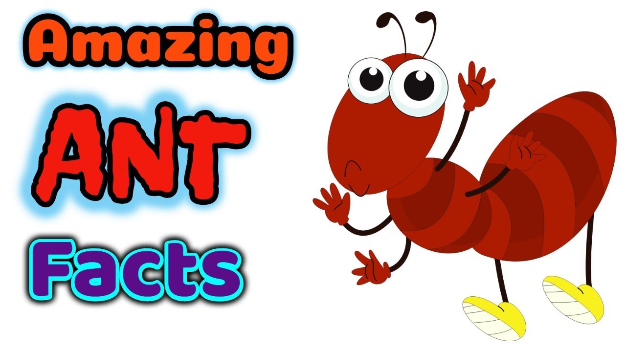 1280x720 Enormous Ant Images For Kids 19834 1979 905 Rotorsport2 Com