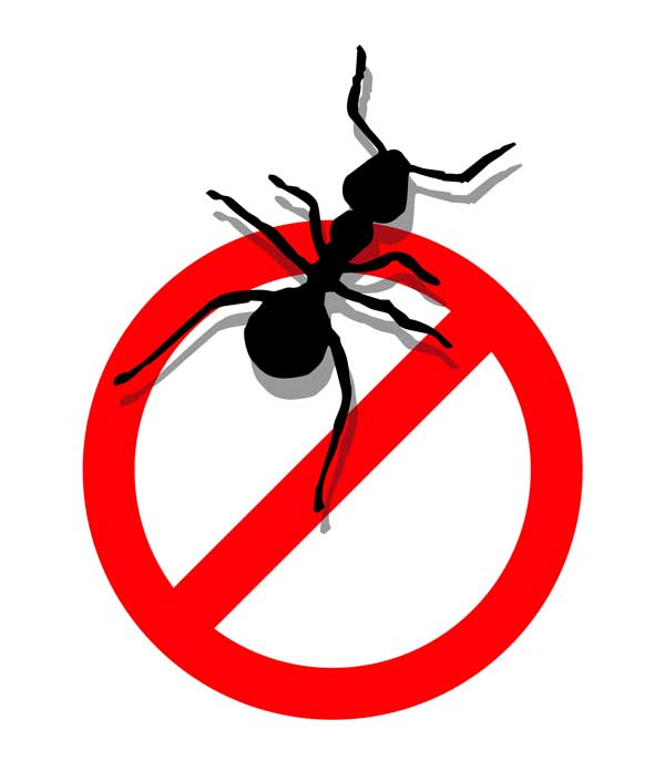 600x687 No Ants Clipart
