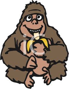 233x300 Clip Art Image An Ape Eating A Banana