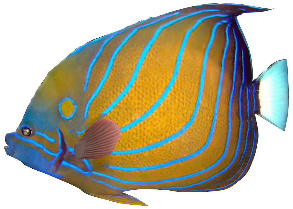 1018x726 Clipart Fish Free Tropical