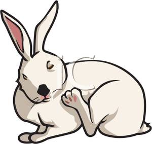 300x284 Rabbit Clipart Clipart Panda