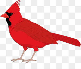 260x220 St. Louis Cardinals Arizona Cardinals Northern Cardinal Logo Clip