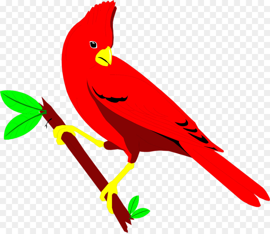 900x780 St. Louis Cardinals Northern Cardinal Bird Clip Art