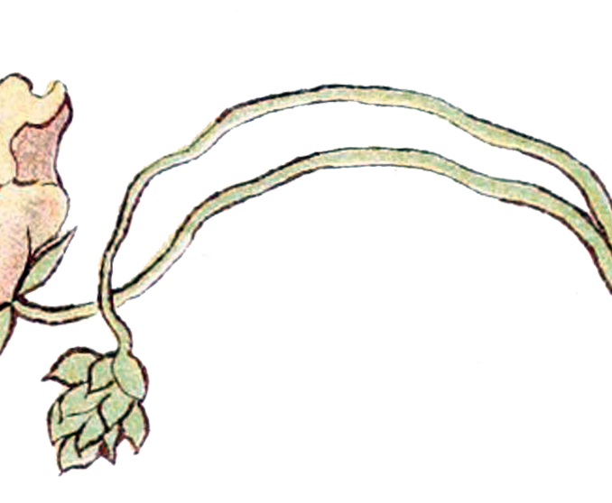 678x558 Art Nouveau Flowers Art Deco Flower Clipart 41 Bee Balm Flowers