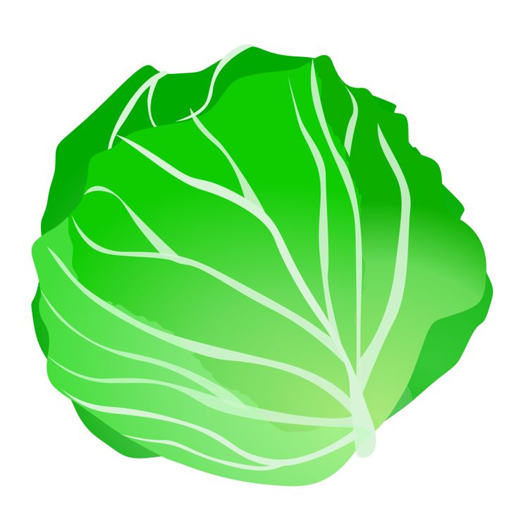 736x736 Lettuce Clipart Individual