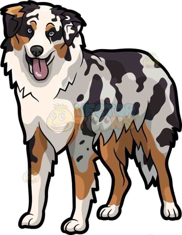 628x809 Australian Shepherd Dog Cartoon Clipart Vector Toons Dogs