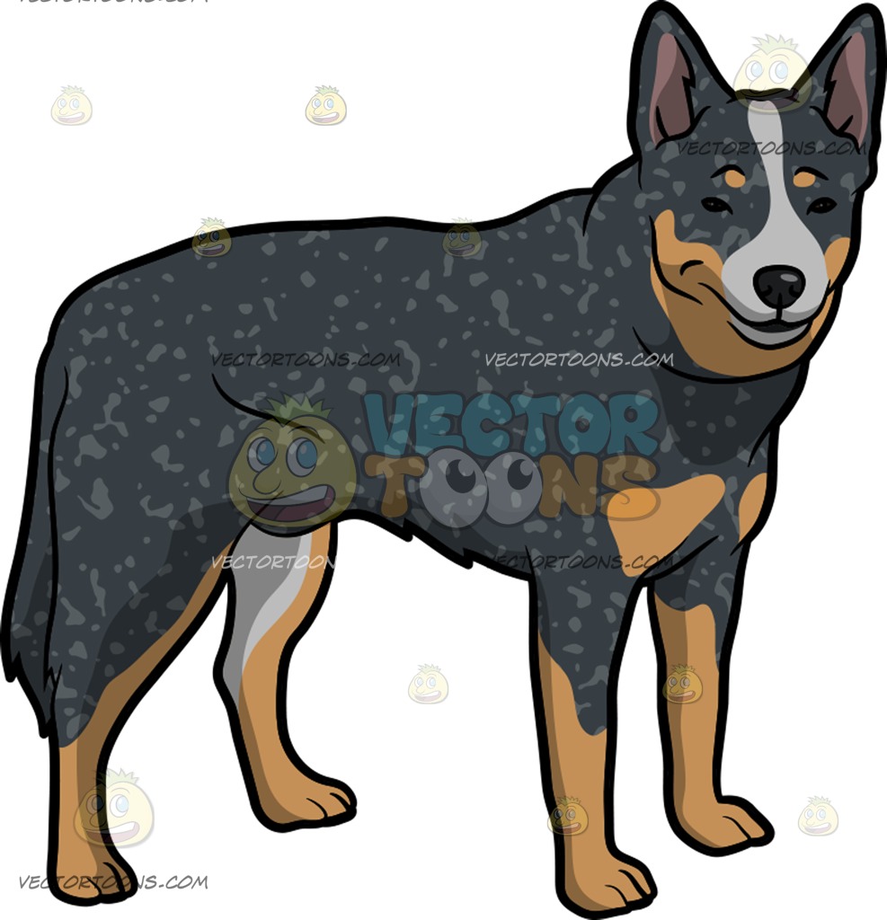 987x1024 A Charming Australian Cattle Dog Cartoon Clipart Vector Toons