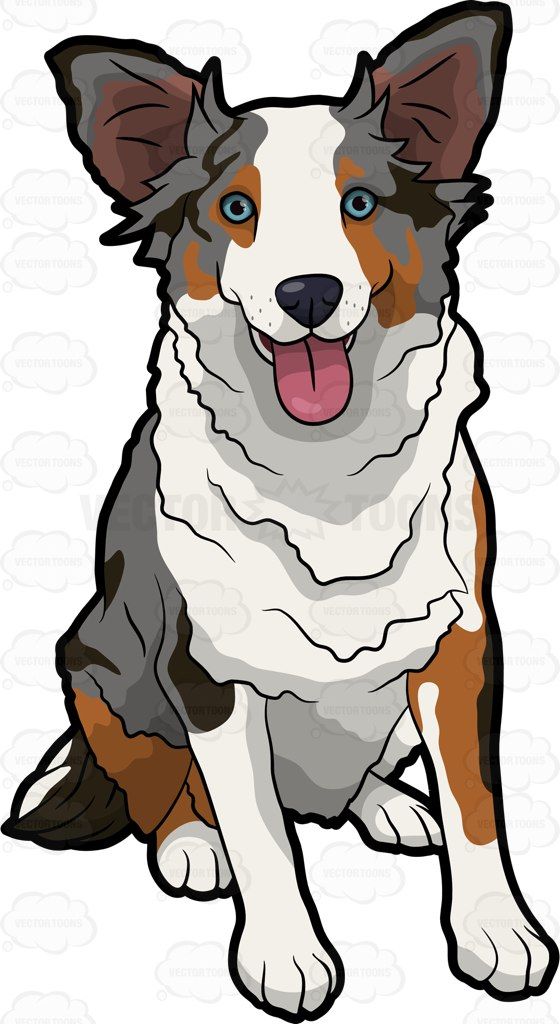 560x1024 A Cute Australian Shepherd