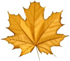 236x206 Fall Leaves Autumn Leaves Images Free Yellow Leaves Pictures Clip