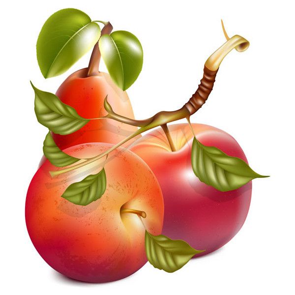 600x600 Avocado Clipart Fruts