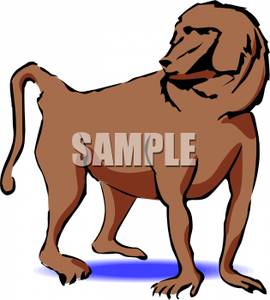 Baboon Clipart