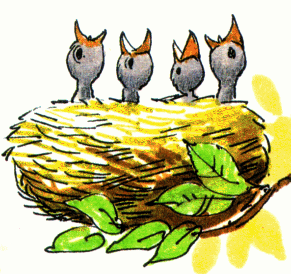 593x557 Baby Birds In Nest Clipart