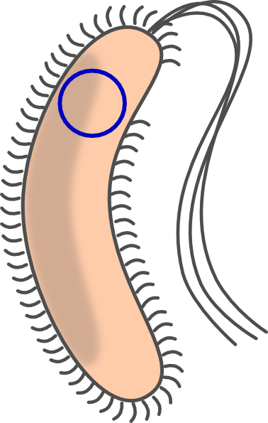 378x595 Transformed Bacteria With Flagellum Clip Art