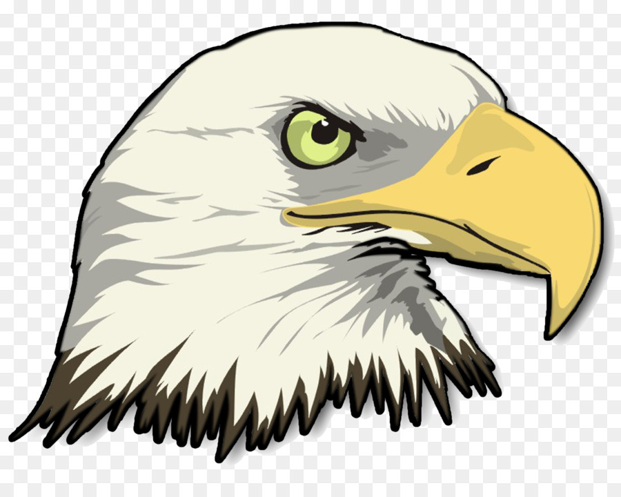 900x720 Bald Eagle Drawing Clip Art