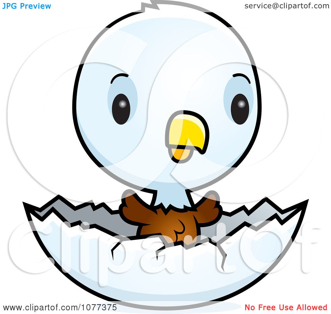 1080x1024 Clipart Cute Baby Bald American Eagle Chick Hatching