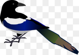 260x180 Eurasian Magpie Clip Art