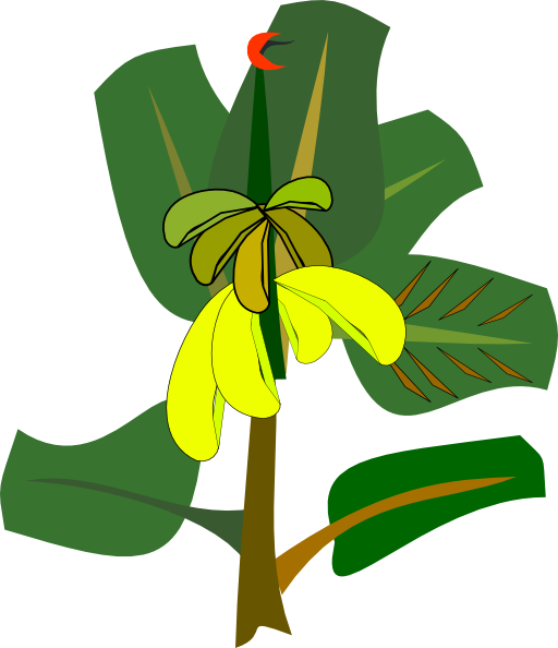 512x594 Image Of Banana Tree Clipart