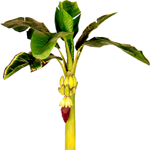 512x512 Image Of Banana Tree Clipart