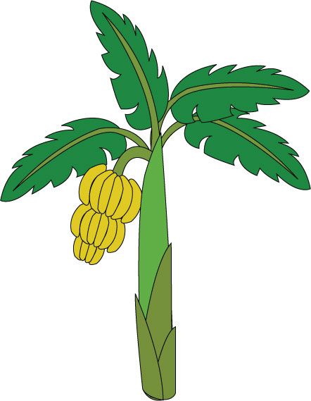 442x569 Treklens Think Banana Tree Photo
