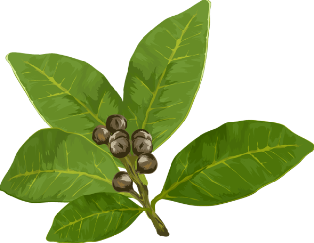 639x494 Clip Art Of Bay Leaves Clipart Panda