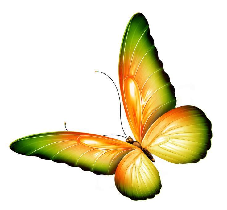 736x681 Flowers And Butterflies Clipart Gallery Images)