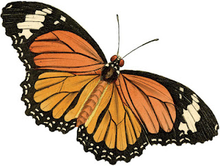 320x241 Free Vintage Clip Art Beautiful Butterfly The Graphics Fairy