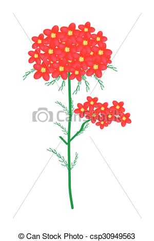 300x470 Beautiful Flower, Illustration Of Red Yarrow Flowers Or Clip