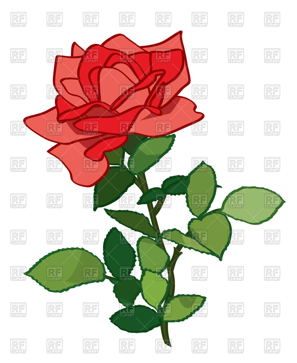983x1200 Beautiful Red Rose With Leaves Royalty Free Vector Clip Art Image