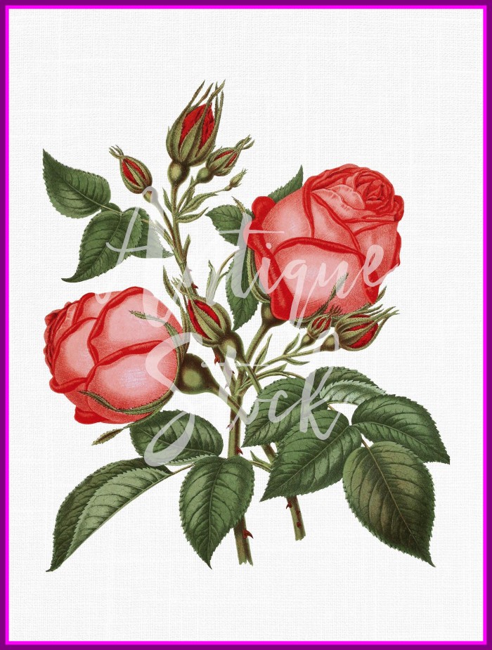 700x925 Fascinating Rose Flower Clip Art Beauty And The Beast Png Picture