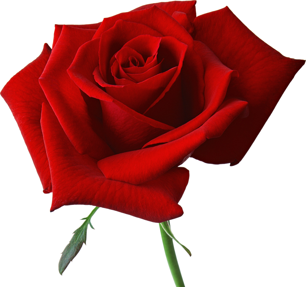 1000x937 Beautiful Clipart Red Rose