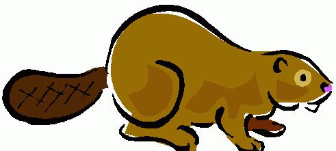 491x221 Beaver Scout Clipart