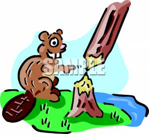 300x270 A Beaver Building A Dam