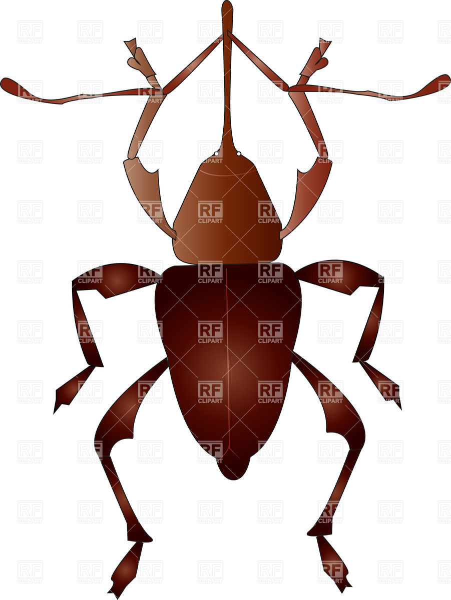 901x1200 Brown Snout Beetle Royalty Free Vector Clip Art Image