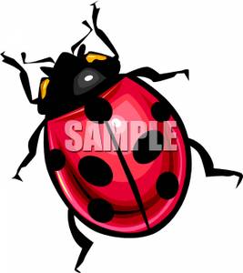 267x300 Clip Art Image Overhead View Of A Ladybug