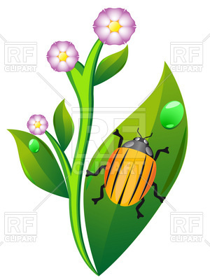 300x400 Colorado Beetle On Leaf Of Potato Plant Royalty Free Vector Clip