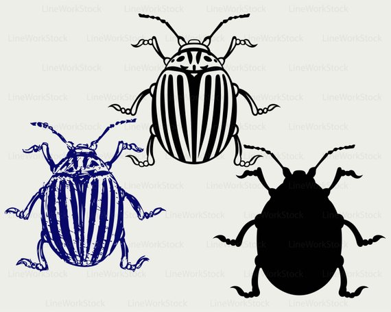 570x456 Colorado Beetle Svgeetle Clipartug Svginsects Silhouette