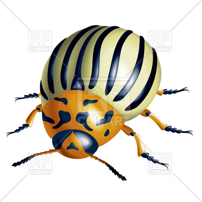 400x400 Colorado Potato Beetle Royalty Free Vector Clip Art Image