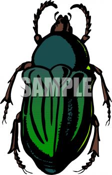 224x350 Dark Green Flower Beetle Clipart