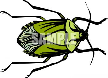 350x254 Green Shelled Flower Beetle Clip Art