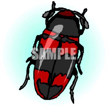 350x350 Red And Black Beetle Clip Art