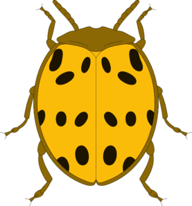 277x297 Yellow And Black Spotted Beetle Clip Art