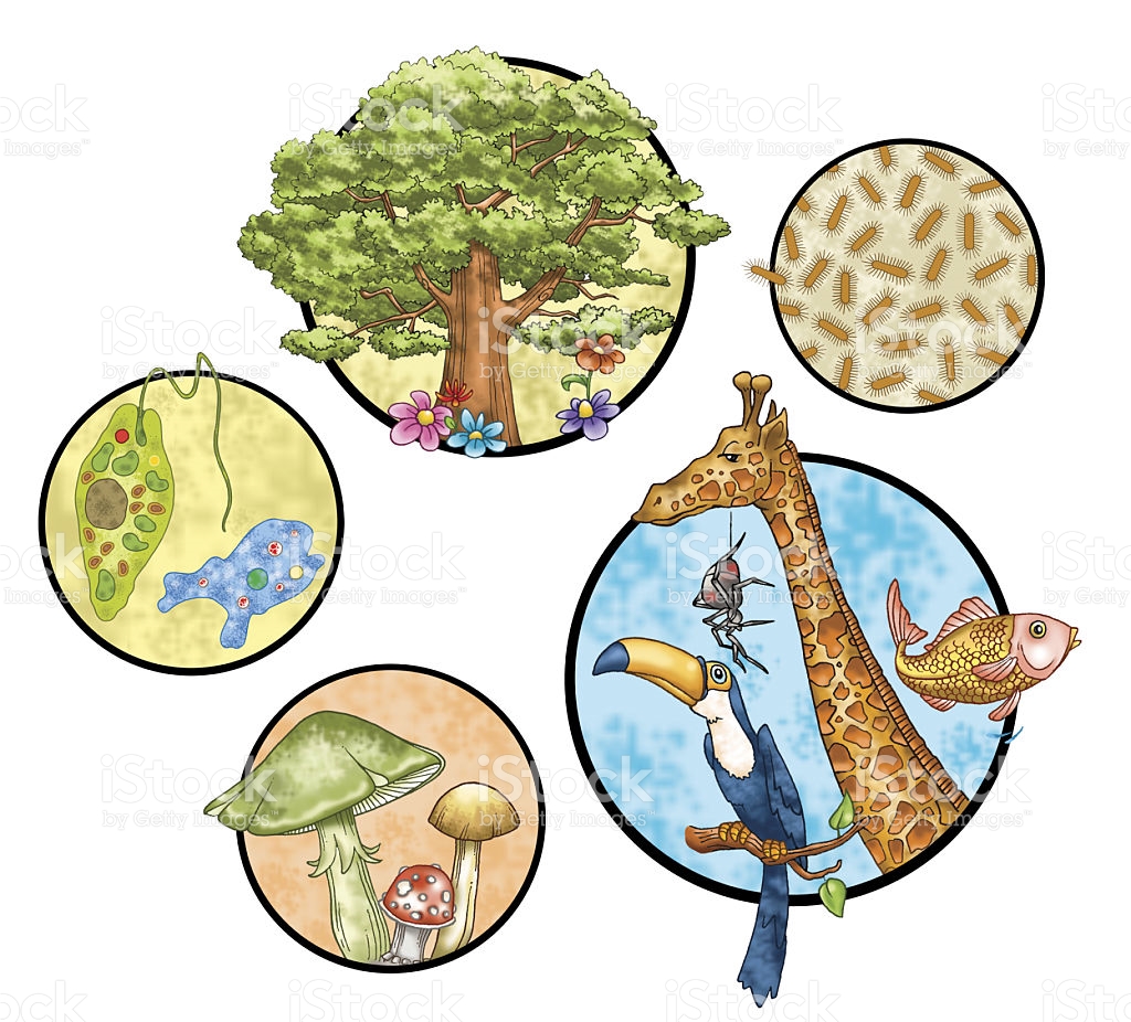 1024x926 Five Clipart Kingdom