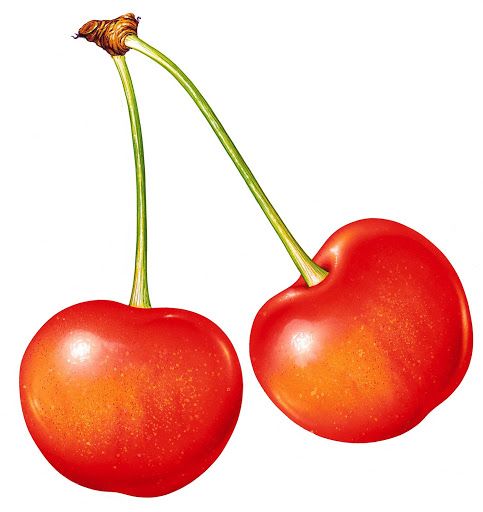 483x512 Pin By Majka Liptakova On Ovocie A Zelenina Berries