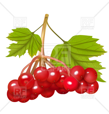 383x400 Red Viburnum Berries Royalty Free Vector Clip Art Image
