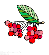 195x220 Berries Clip Art Royalty Free